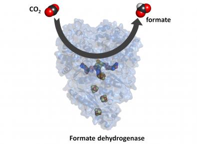  formate dehydrogenases