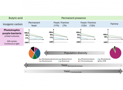Influence of inorganic carbon on purple phototrophic bacteria polyhydroxyalkanoates production under high reductive stress environment